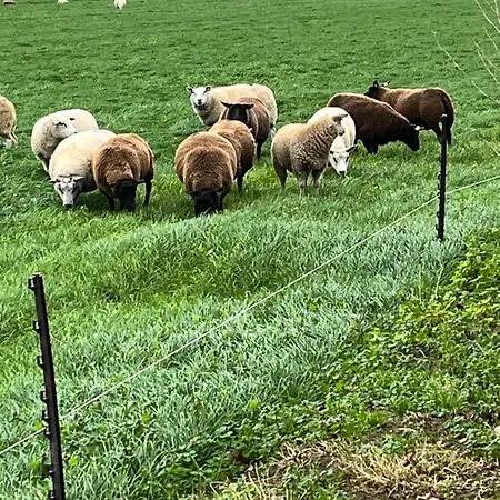 De Danser 2 3* Klaaswaal