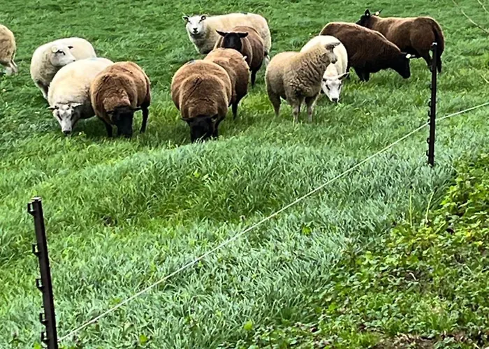 De Danser 2 4* Klaaswaal